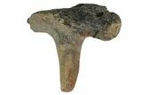 Fossil Enchodus Fang with Jaw Section - Texas #164783-1